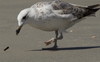 Larus armenicus